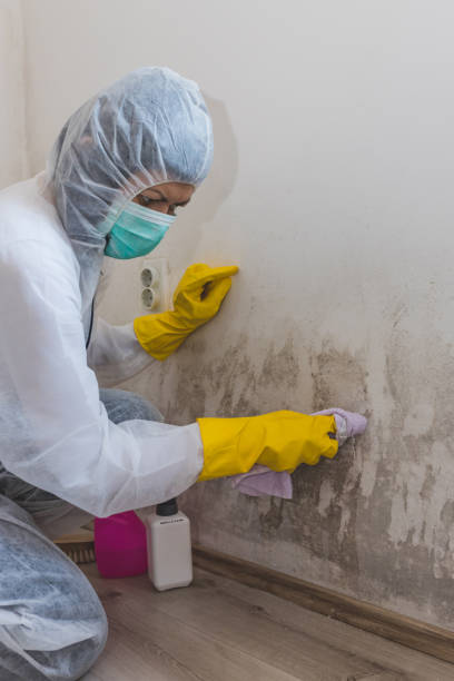 Mold Odor Removal Services in Bartonsville, MD